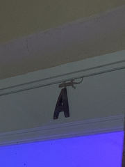 Hemidactylus mabouia