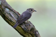 Muscicapa adusta