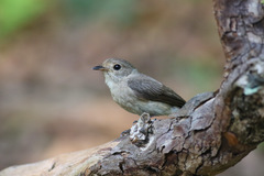Muscicapa adusta