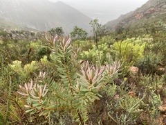 Leucadendron glaberrimum erubescens