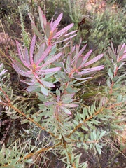 Leucadendron glaberrimum erubescens