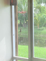 Leiocephalus carinatus