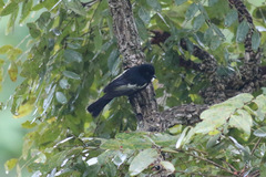 Melaniparus guineensis