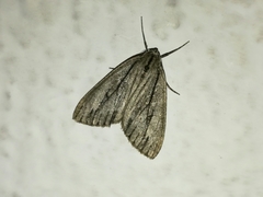 Carphoides