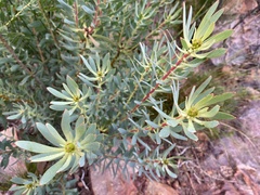Leucadendron glaberrimum erubescens
