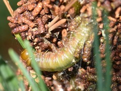 Acantholyda hieroglyphica