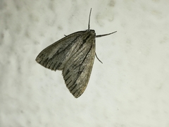 Carphoides