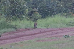 Leptailurus serval constantina