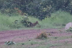Leptailurus serval constantina