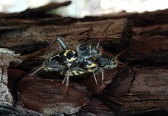Neoclytus conjunctus