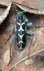 Neoclytus conjunctus