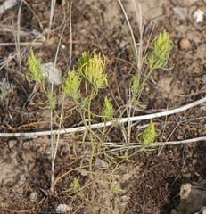 Cordylanthus ramosus