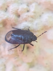 Ochetostethus