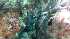 Notoclinops yaldwyni