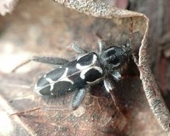 Neoclytus conjunctus