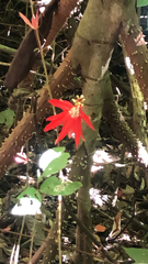 Coccinea