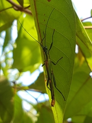 Damasippus