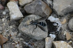 Vanderwulpia sequens