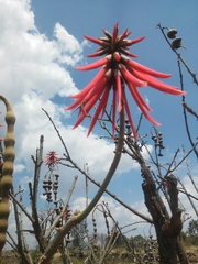 Erythrina americana