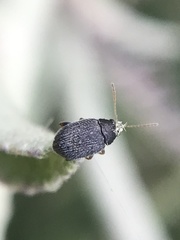 Epitrix fuscula