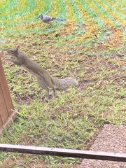 Sciurus carolinensis