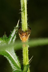 Xyphosia