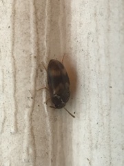 Mycetophagidae
