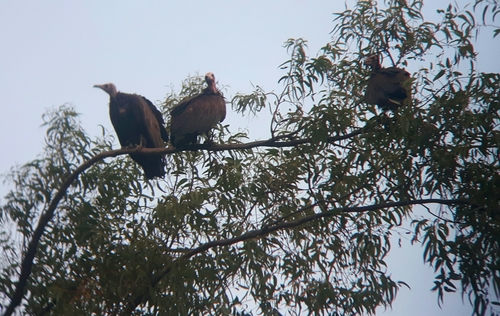 Hooded Vulture