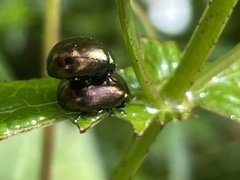 Chrysolina varians