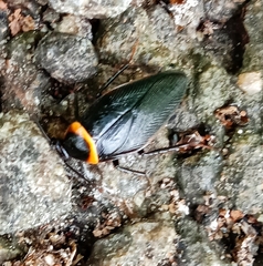 Hemithyrsocera palliata