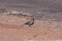 Fringilla coelebs africana