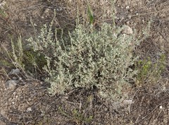 Artemisia arbuscula
