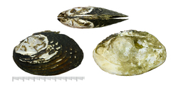 Lamprotula leaii