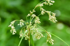 Scirpus atrocinctus