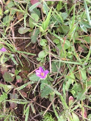 Erodium brachycarpum