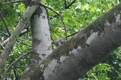 Heliosciurus gambianus