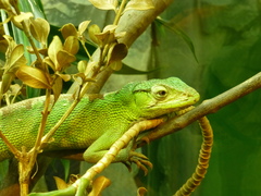 Polychrus gutturosus