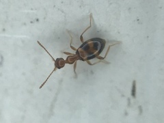 Acanthinus scitulus