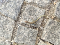Podarcis virescens