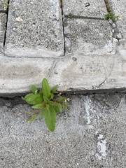 Epilobium adenocaulon
