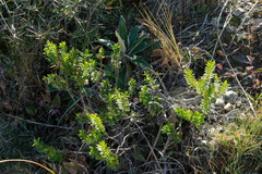 Veronica brachysiphon