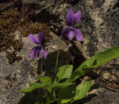 Viola adunca adunca