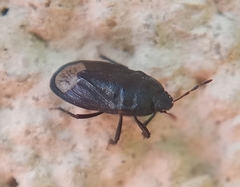 Ochetostethus