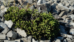 Veronica tetrasticha