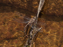 Austroaeschna inermis