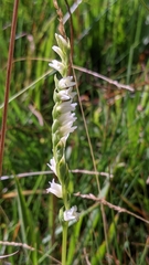 Spiranthes perexilis