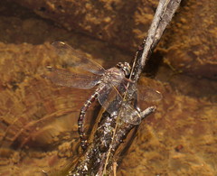Austroaeschna inermis