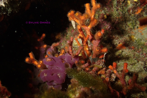 False Coral, Mer Méditerranée, Provence-Alpes-Côte d'Azur, FR, photo 5 of 10