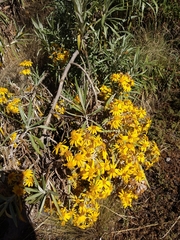 Senecio cinerarioides