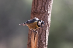 Cyanistes teneriffae